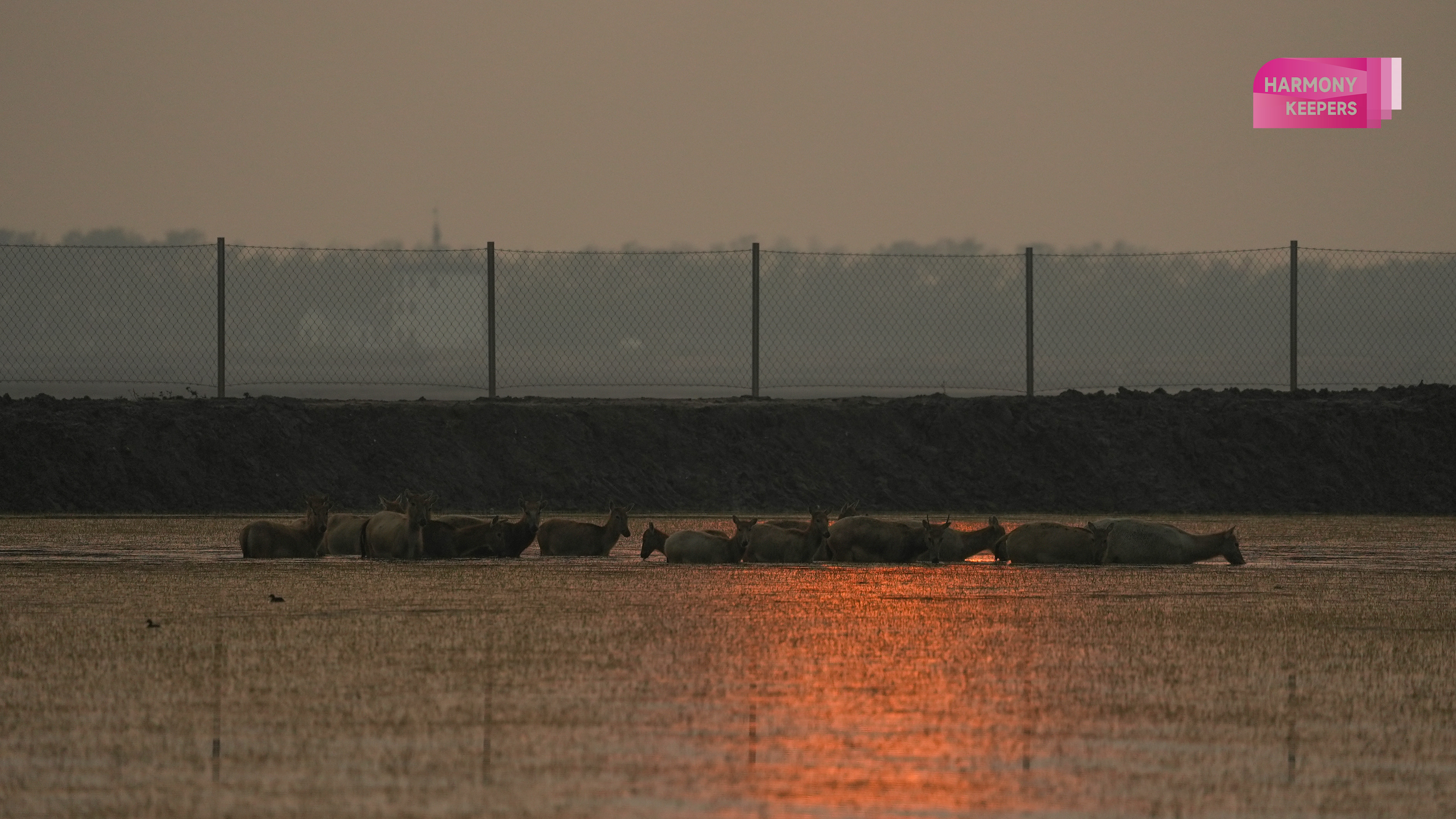 This photo shows a group of milu deer crossing the water in Jiangsu's Dafeng Milu National Nature Reserve. /CGTN