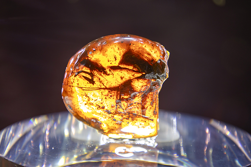 A piece of Cretaceous amber is on display at the 7th China International Import Expo in Shanghai, November 4, 2024. /CFP