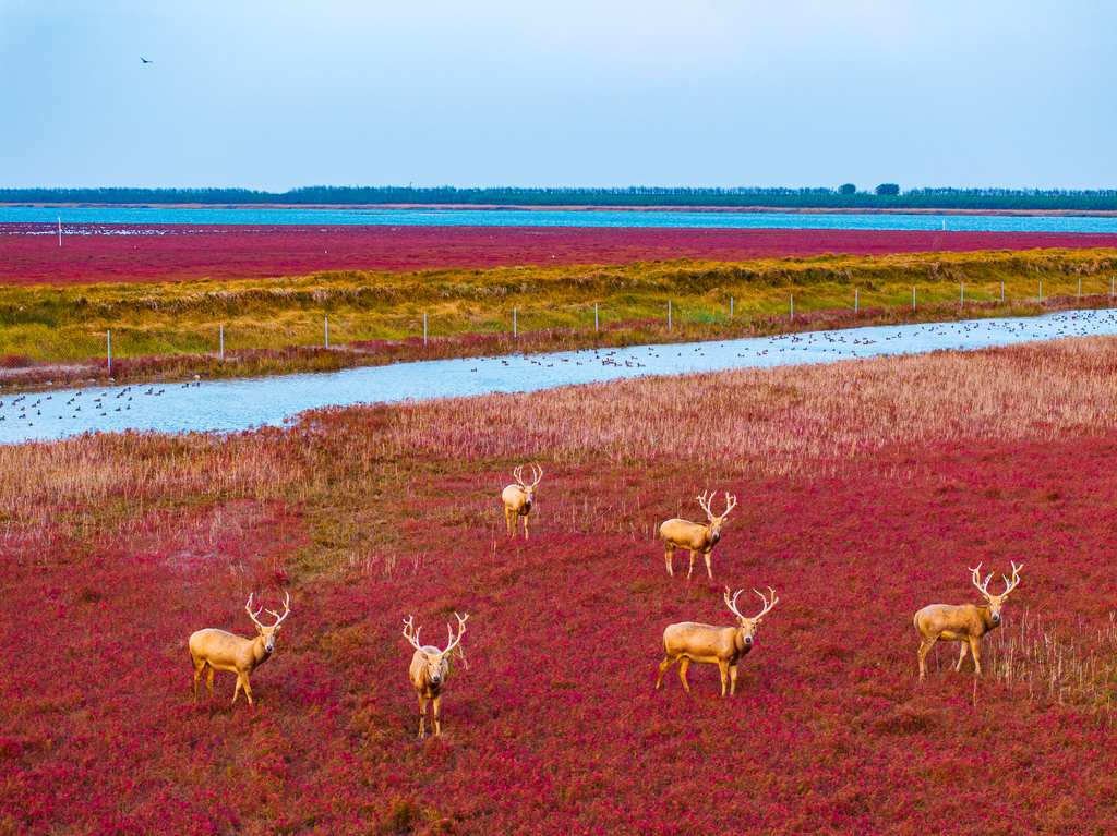 A herd of Pere David's deer is seen at a wetland area in Dongtai, Jiangsu Province on November 4, 2024. /VCG