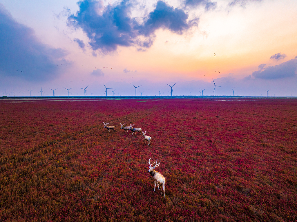 A herd of Pere David's deer is seen at a wetland area in Dongtai, Jiangsu Province on November 4, 2024. /VCG