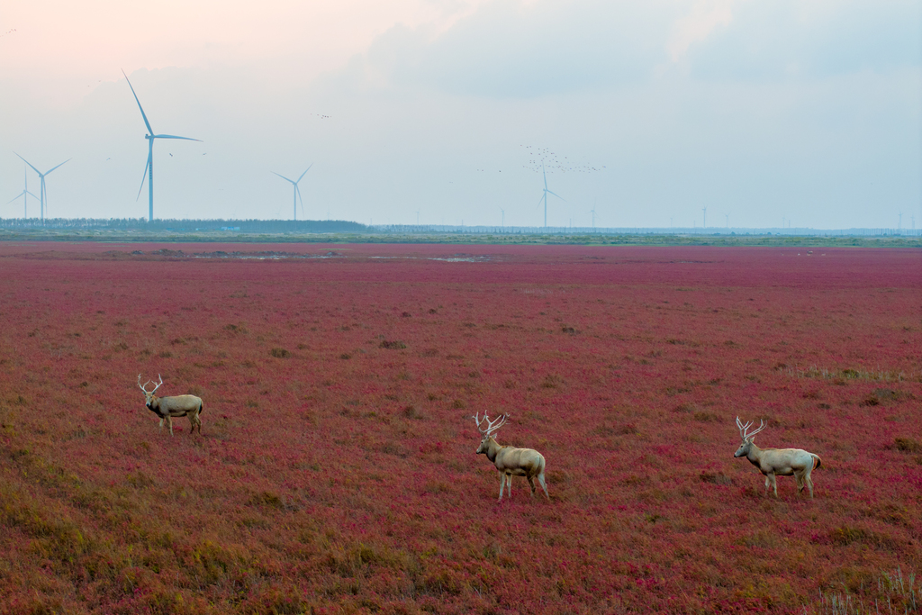 Pere David's deer are seen at a wetland area in Dongtai, Jiangsu Province on November 4, 2024. /VCG