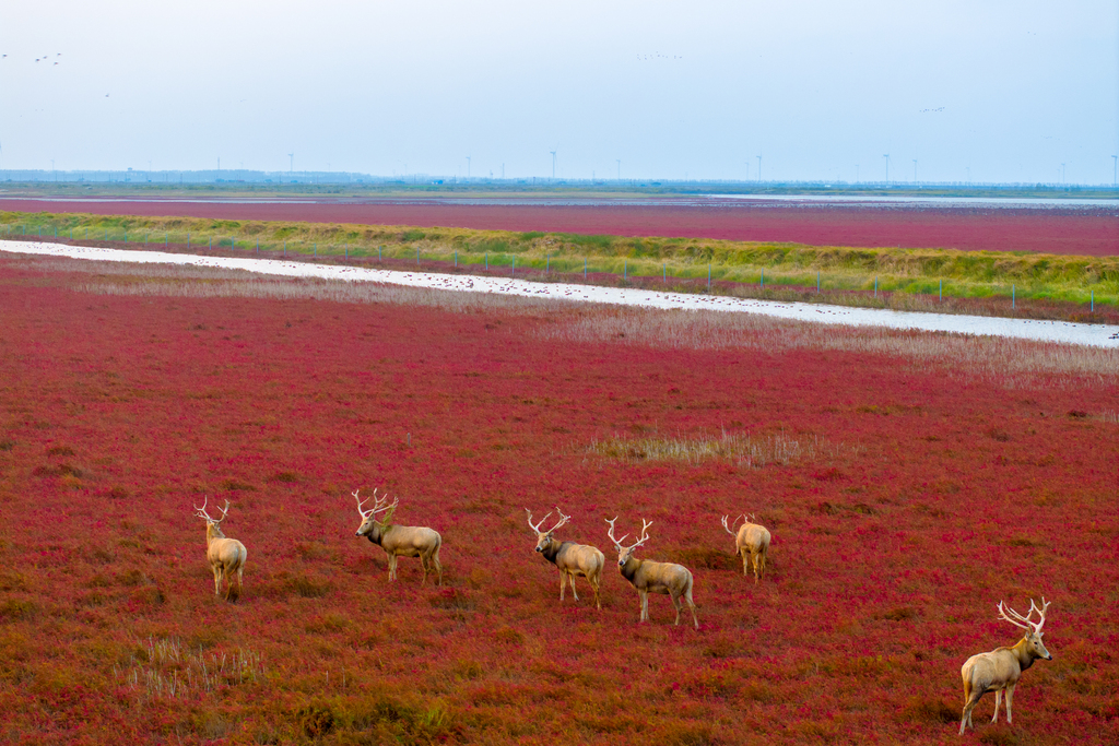 A herd of Pere David's deer is seen at a wetland area in Dongtai, Jiangsu Province on November 4, 2024. /VCG