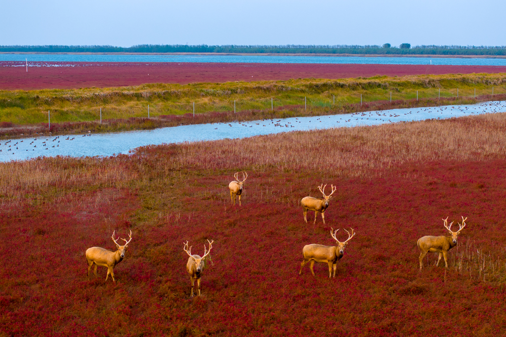 A herd of Pere David's deer is seen at a wetland area in Dongtai, Jiangsu Province on November 4, 2024. /VCG