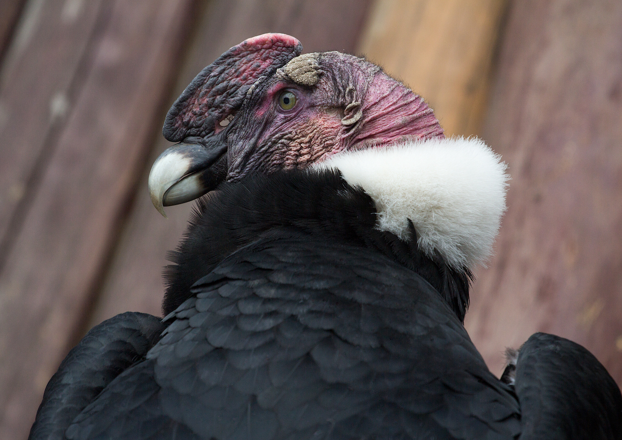 An Andean condor, a national symbol of Colombia. /CFP