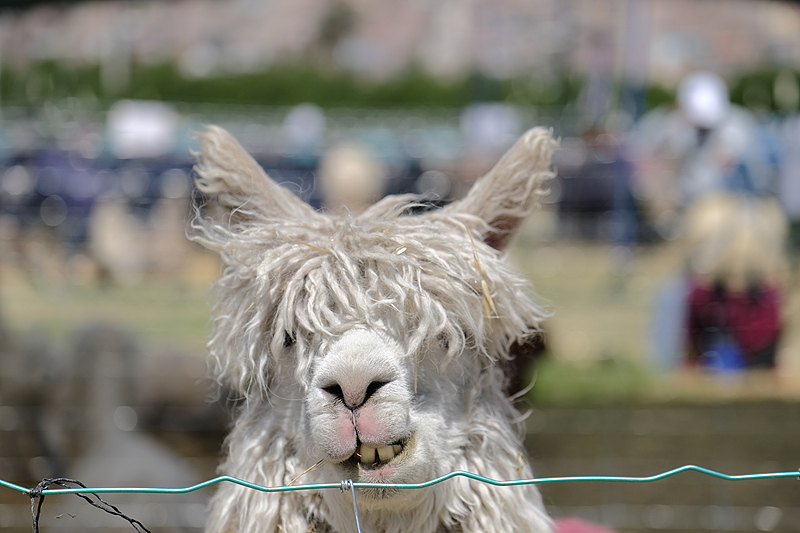 Alpacas, a treasure trove of resources