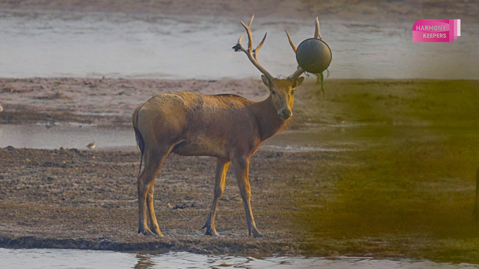 This photo shows a milu deer in Jiangsu's Dafeng Milu National Nature Reserve wearing a 