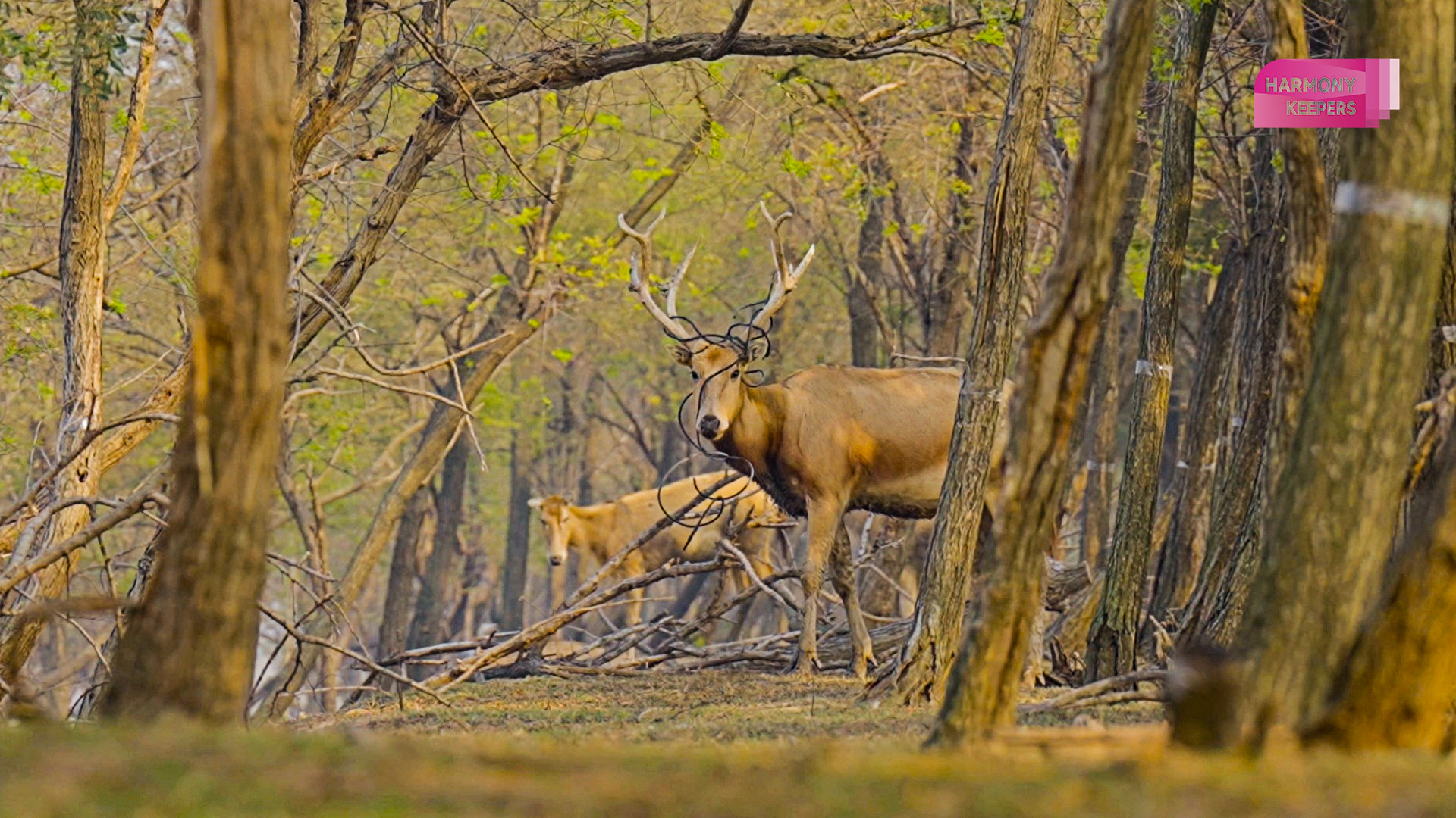 This photo shows milu deer in Jiangsu's Dafeng Milu National Nature Reserve wearing a 