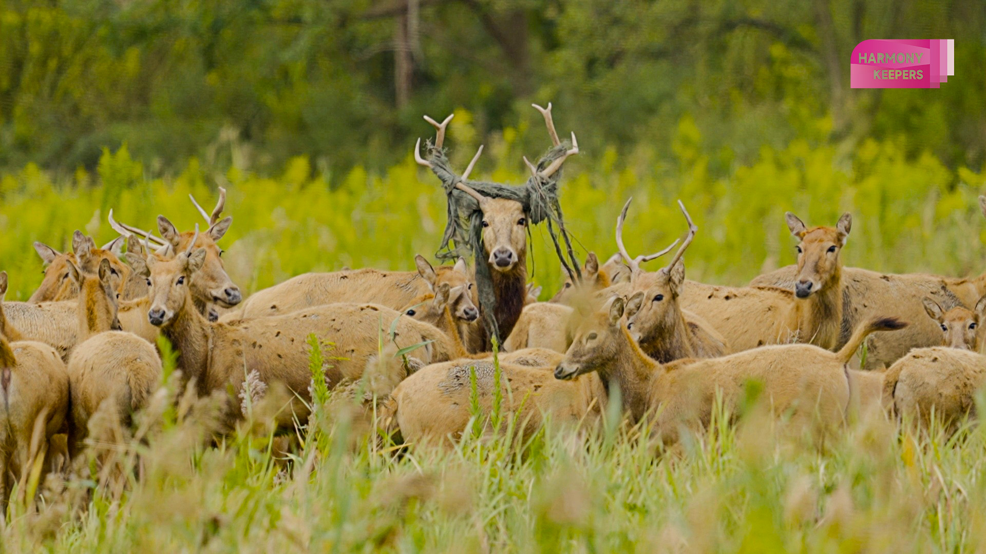 This photo shows a milu deer in Jiangsu's Dafeng Milu National Nature Reserve wearing a 