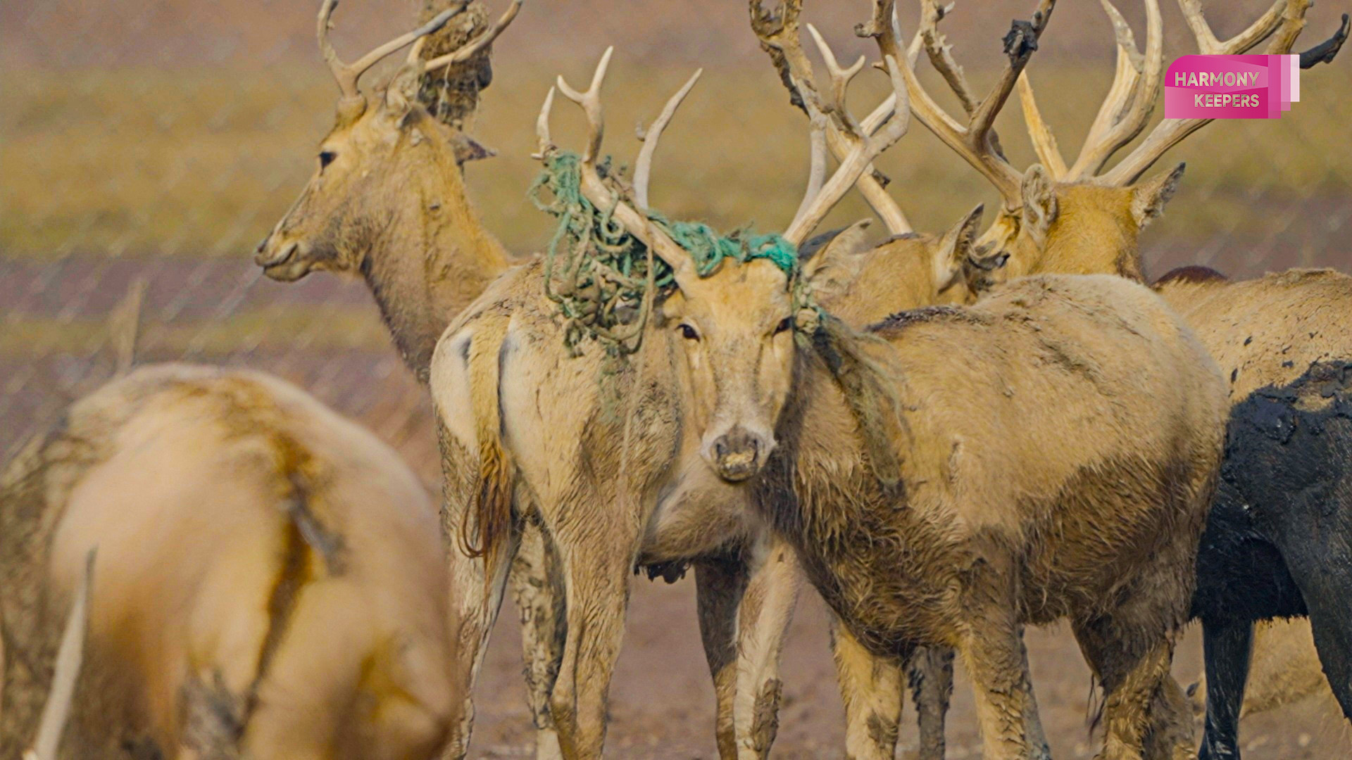 This photo shows milu deer in Jiangsu's Dafeng Milu National Nature Reserve wearing a 