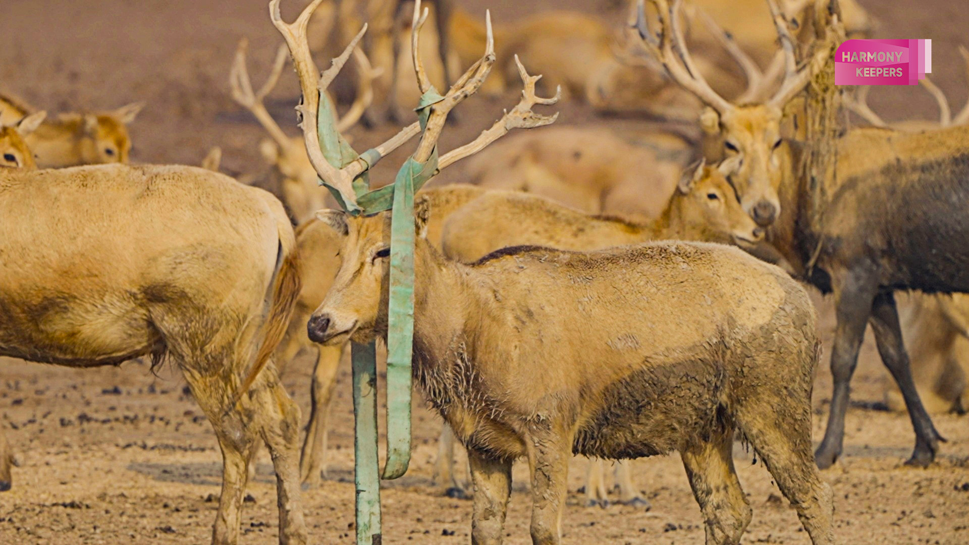 This photo shows milu deer in Jiangsu's Dafeng Milu National Nature Reserve wearing a 