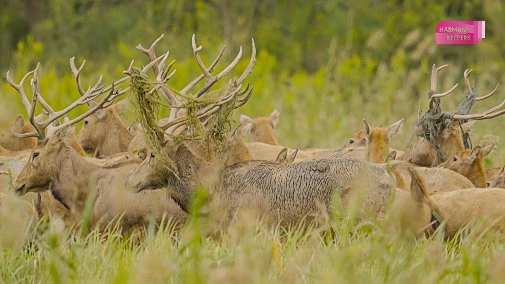 This photo shows milu deer in Jiangsu's Dafeng Milu National Nature Reserve wearing a 