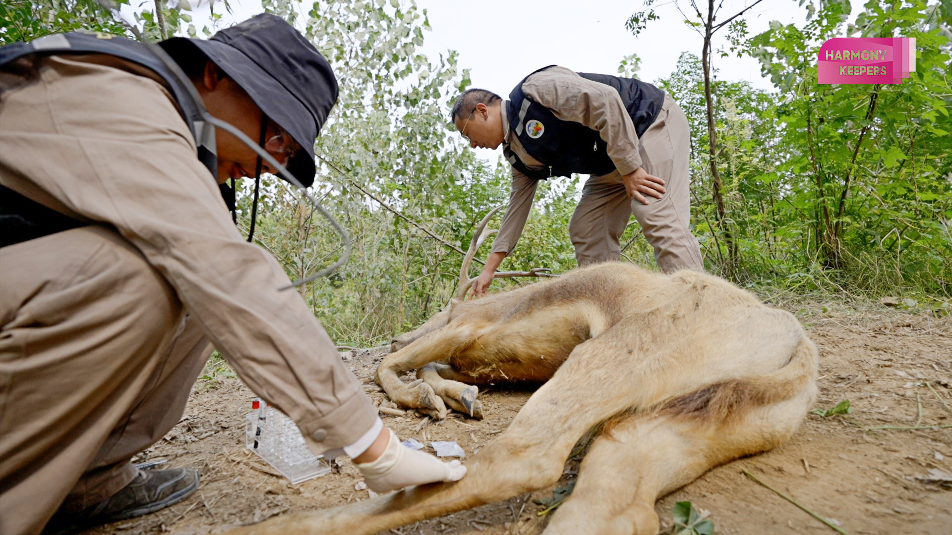 This photo shows park ranger Yao Yajun and his colleague rescuing a milu deer in Jiangsu's Dafeng Milu National Nature Reserve. /CGTN