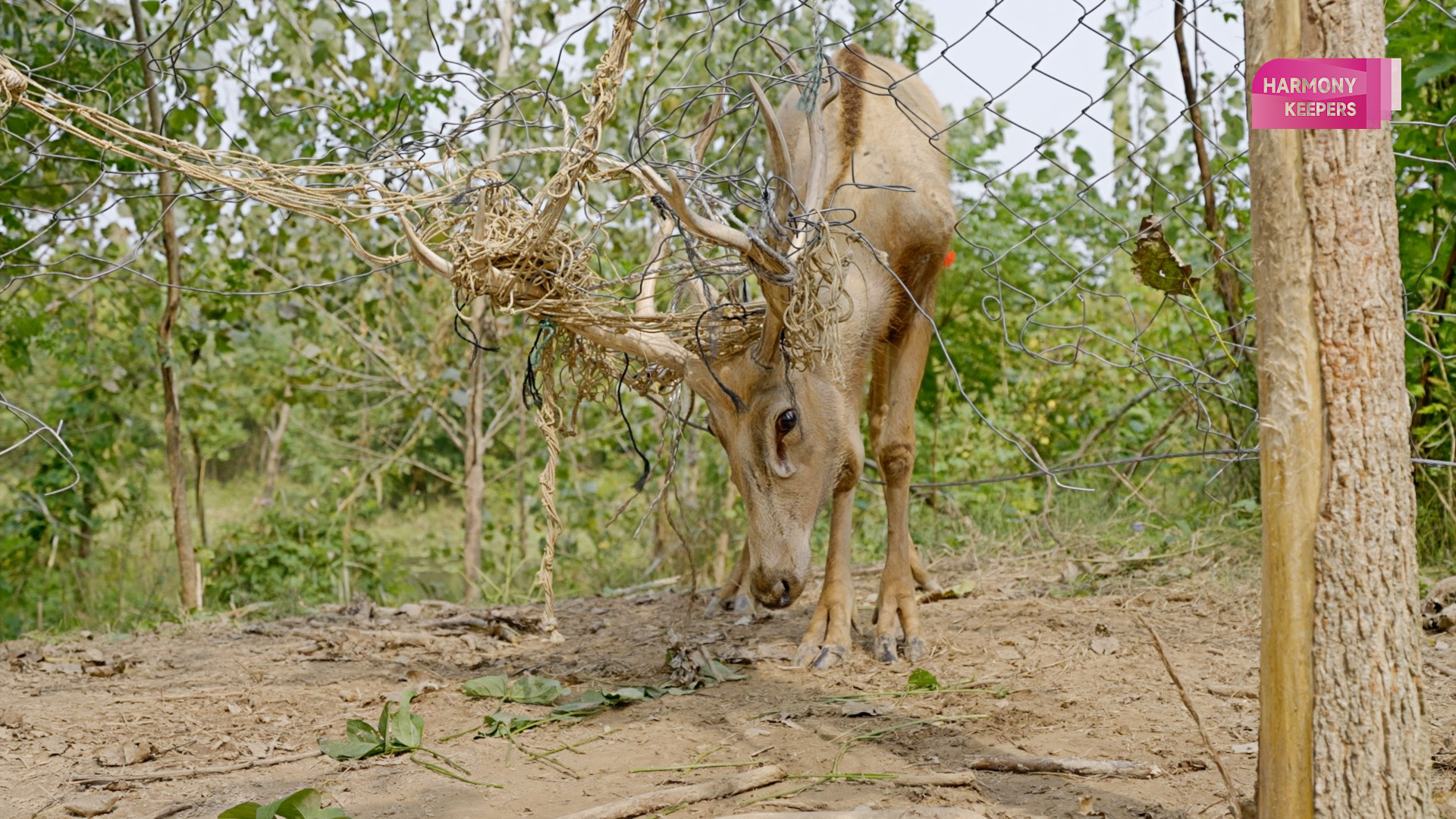 This photo shows a trapped milu deer in Jiangsu's Dafeng Milu National Nature Reserve. /CGTN