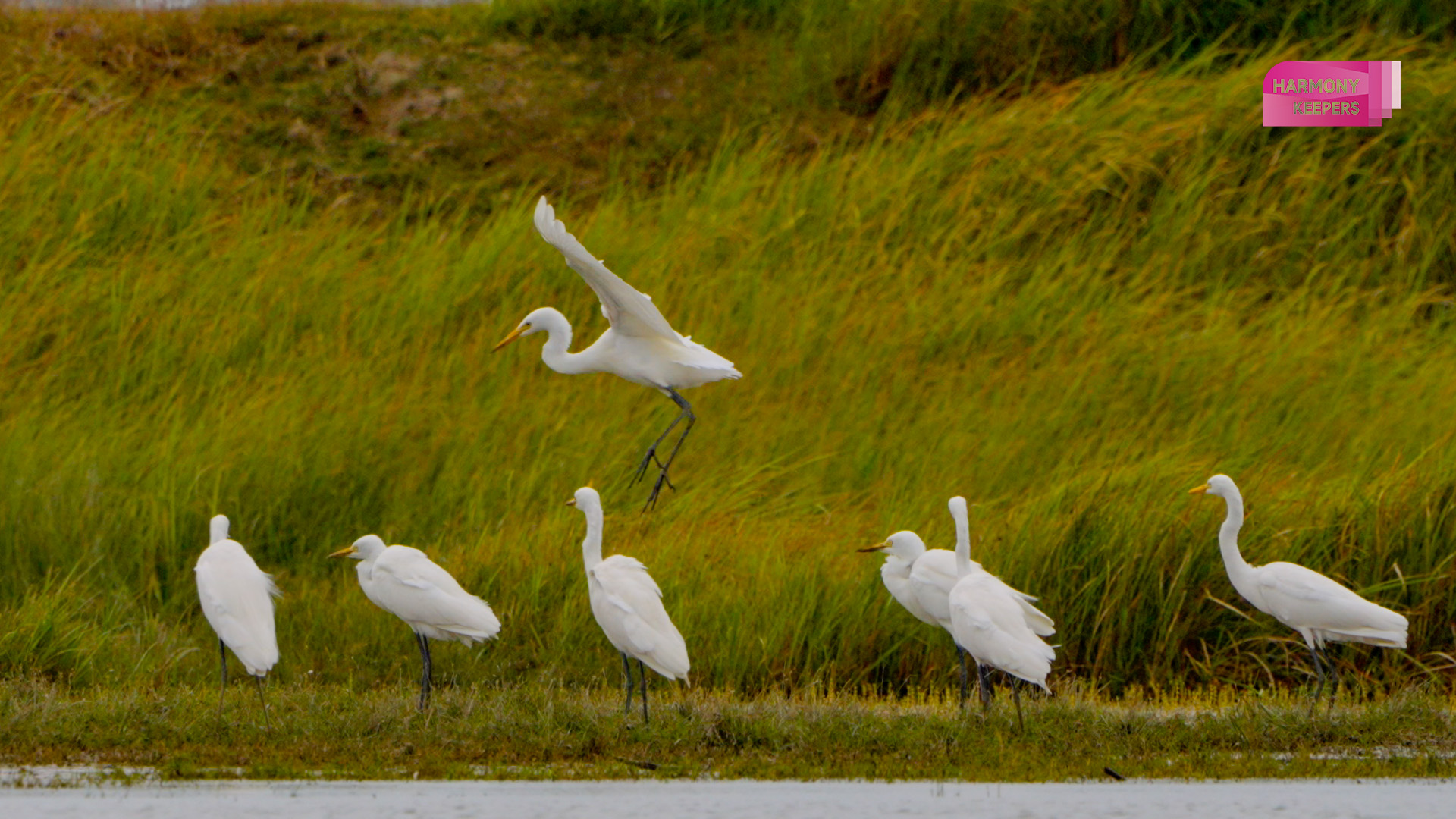 This photo shows several birds in Jiangsu's Dafeng Milu National Nature Reserve. /CGTN