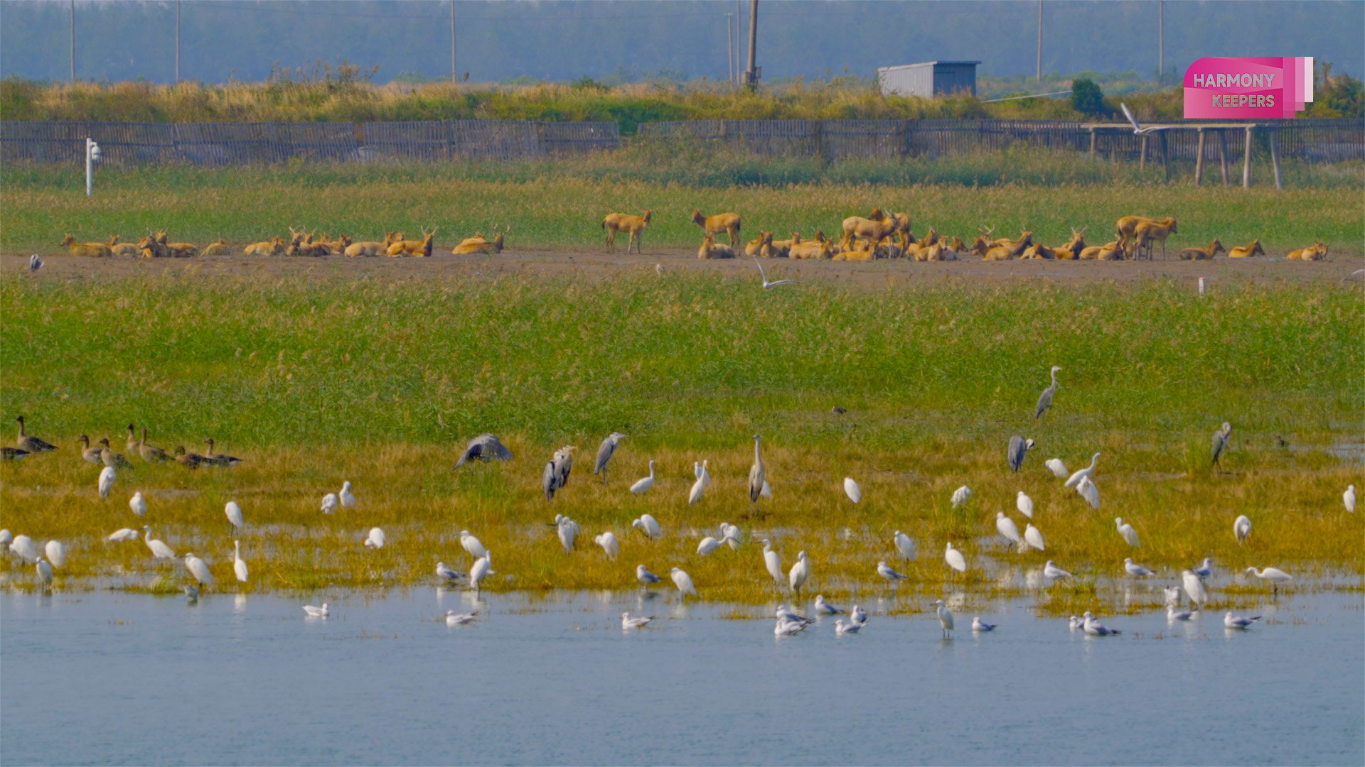 This photo shows milu deer and birds living peacefully together in Jiangsu's Dafeng Milu National Nature Reserve. /CGTN