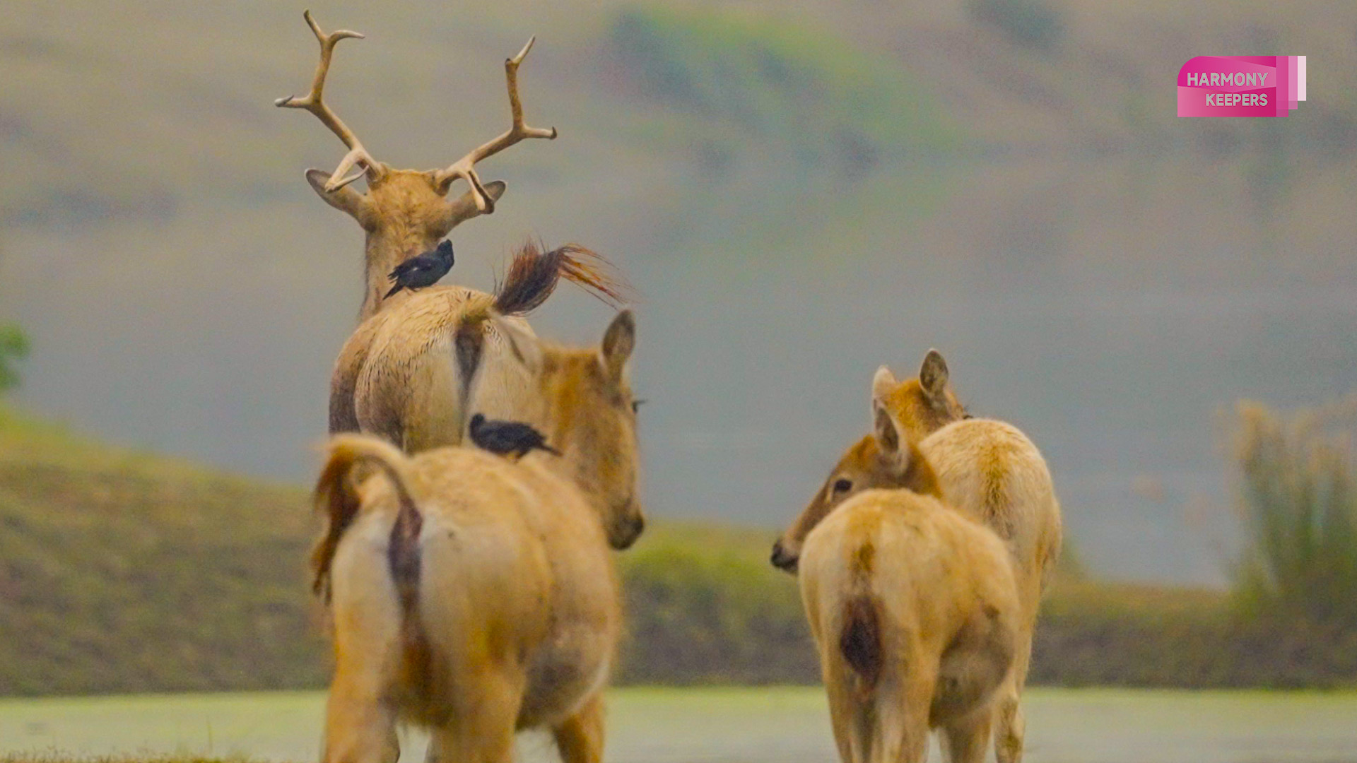 This photo shows milu deer and birds living peacefully together in Jiangsu's Dafeng Milu National Nature Reserve. /CGTN