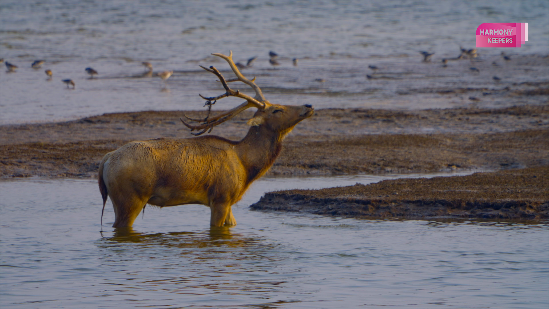 This photo shows milu deer and birds living peacefully together in Jiangsu's Dafeng Milu National Nature Reserve. /CGTN