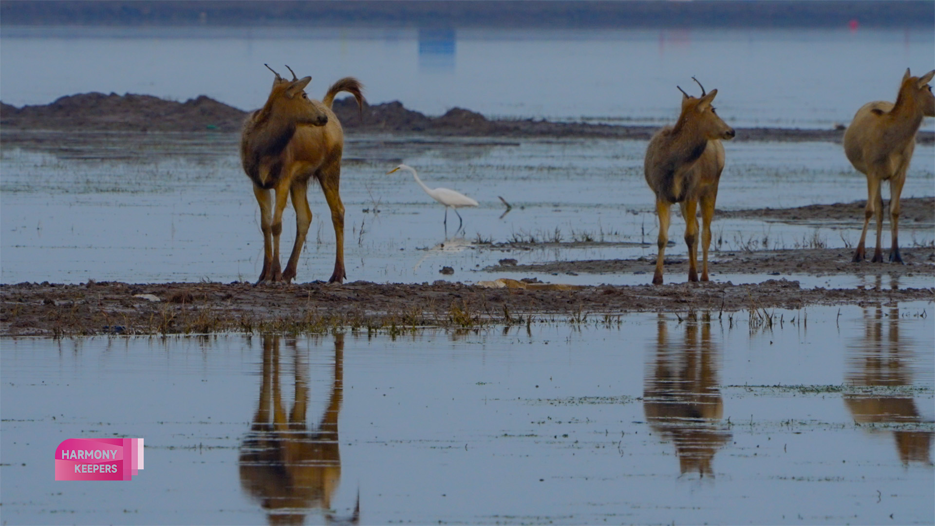 This photo shows milu deer and birds living peacefully together in Jiangsu's Dafeng Milu National Nature Reserve. /CGTN