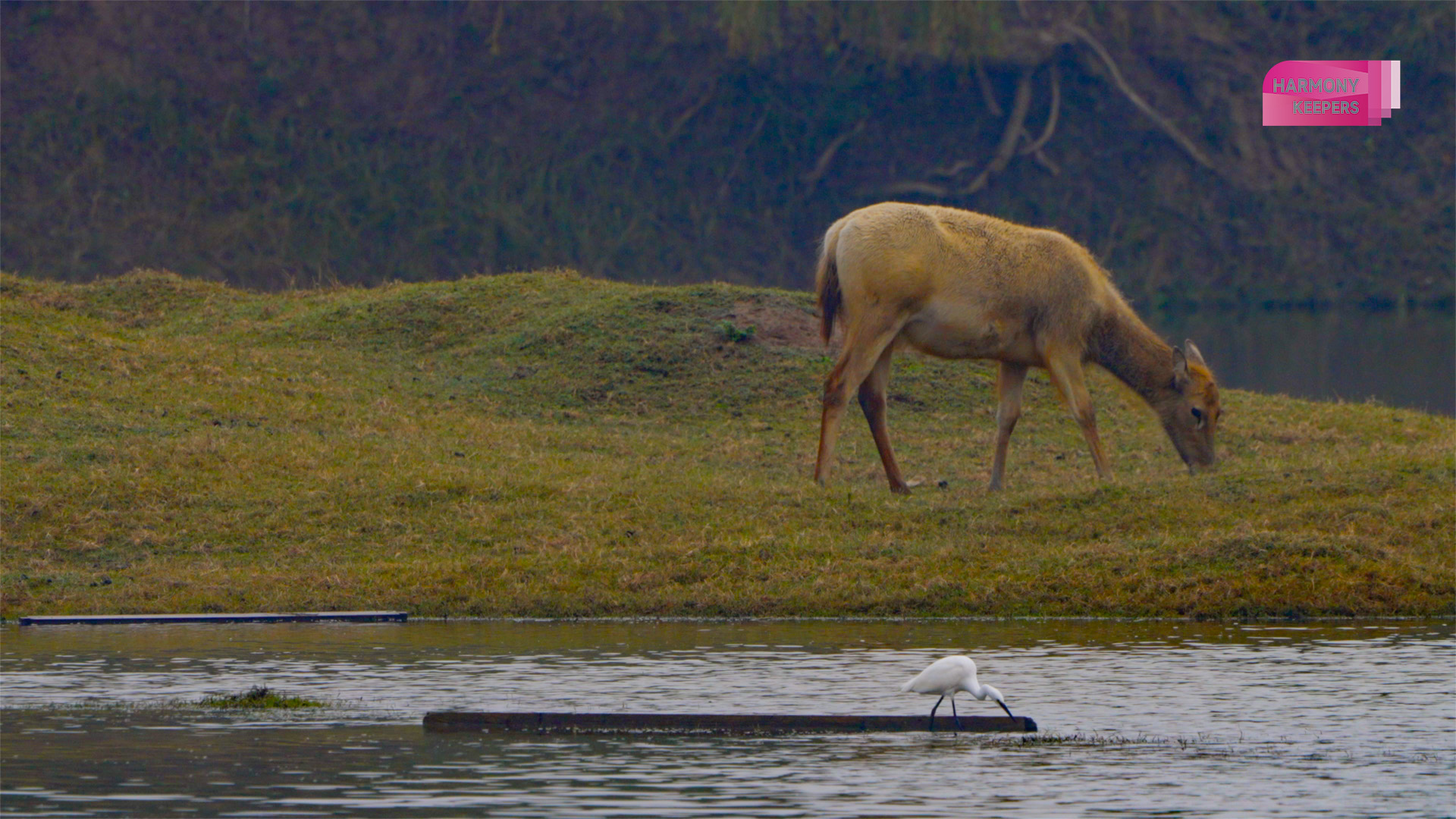 This photo shows a milu deer and a bird foraging in Jiangsu's Dafeng Milu National Nature Reserve. /CGTN