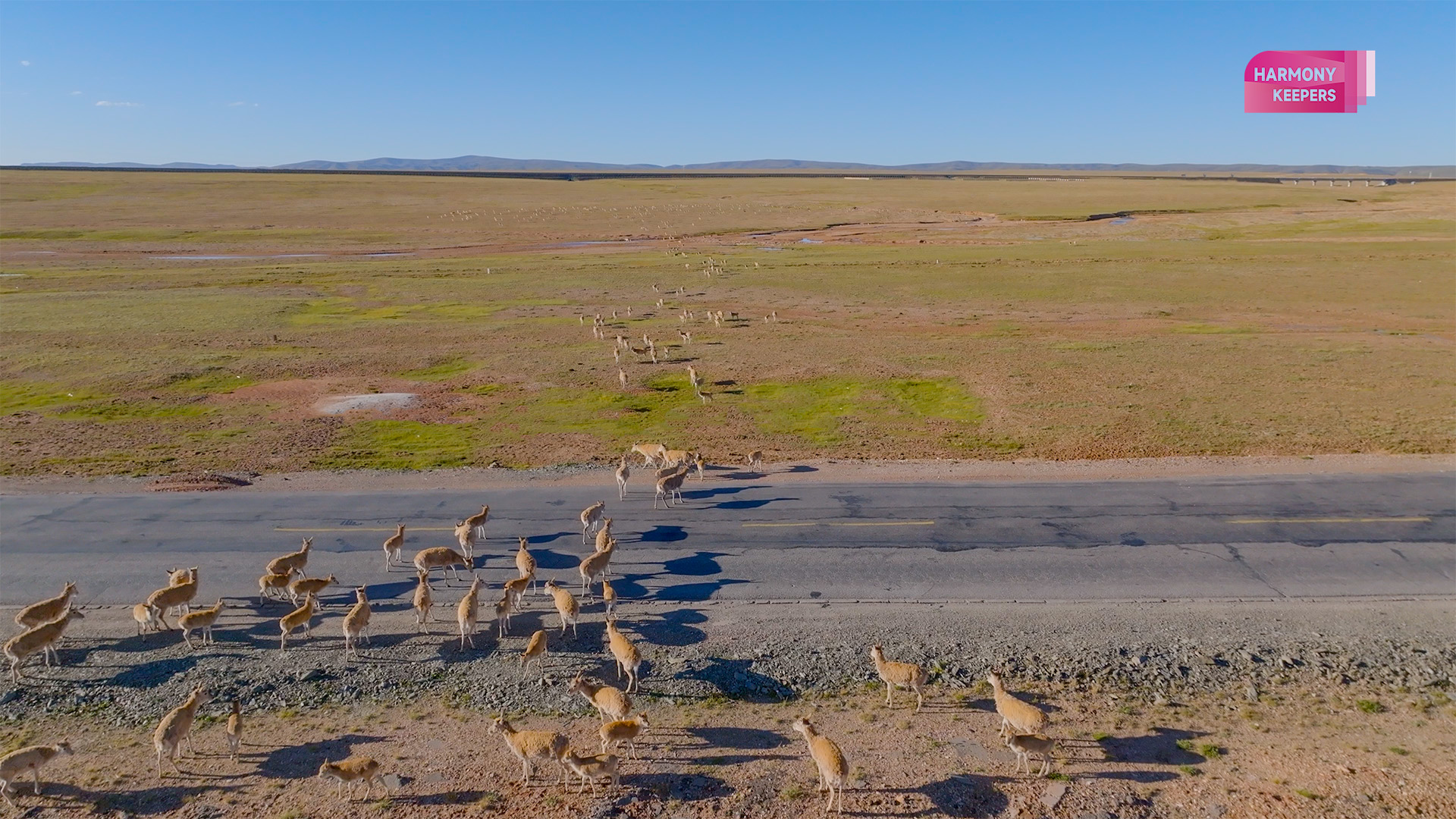 This photo shows Tibetan antelopes crossing a highway in northwest China's Hoh Xil. /CGTN