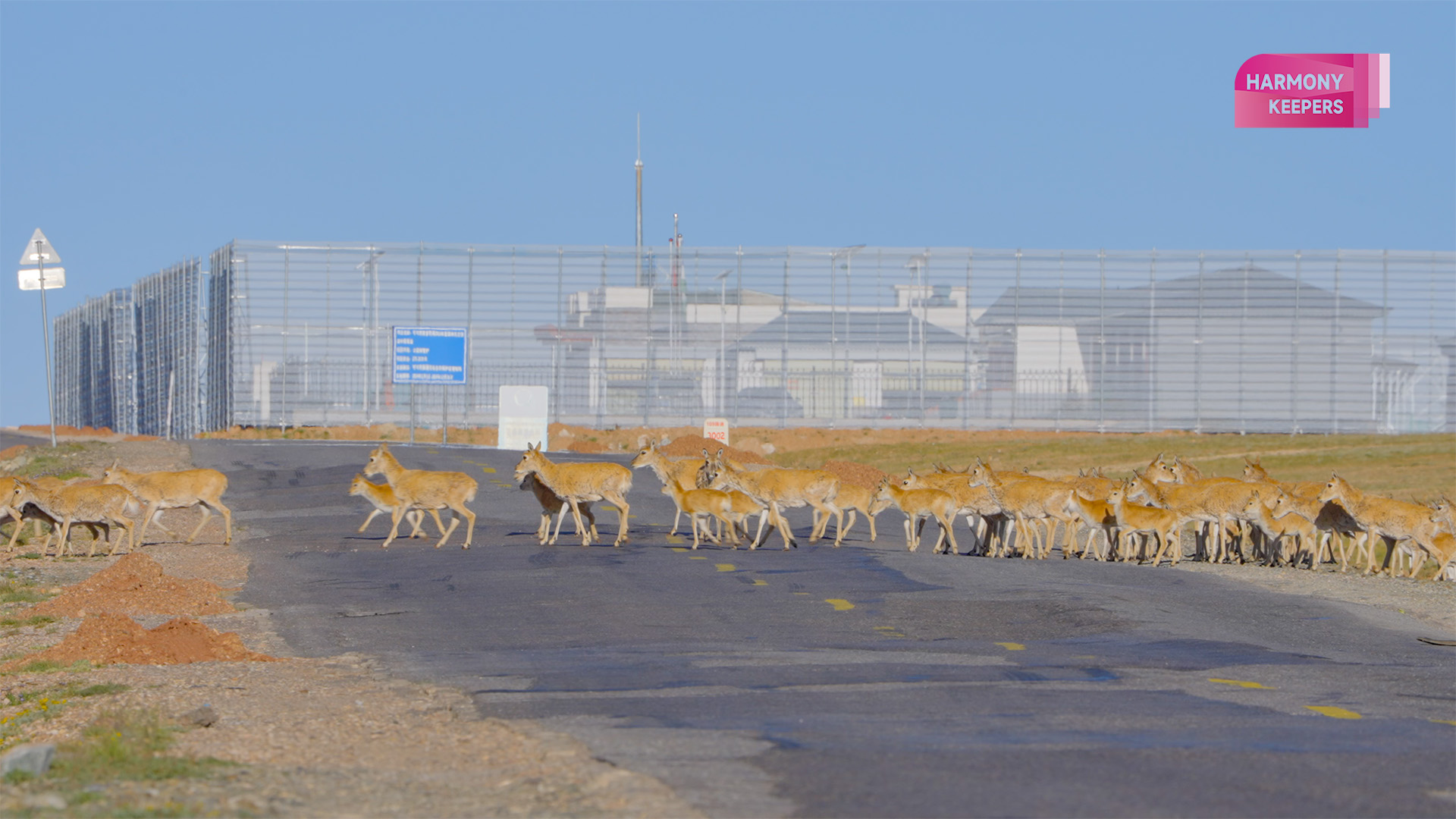 This photo shows Tibetan antelopes crossing a highway in northwest China's Hoh Xil. /CGTN