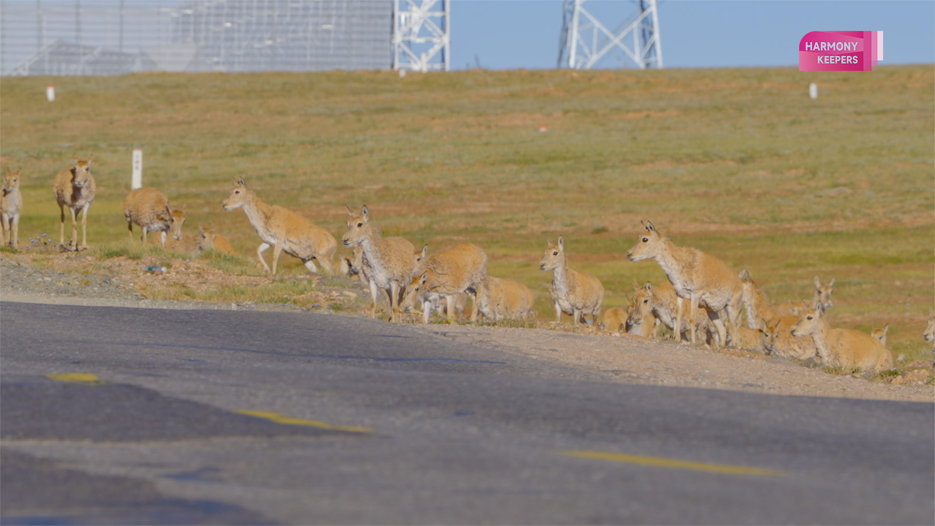 This photo shows Tibetan antelopes crossing a highway in northwest China's Hoh Xil. /CGTN