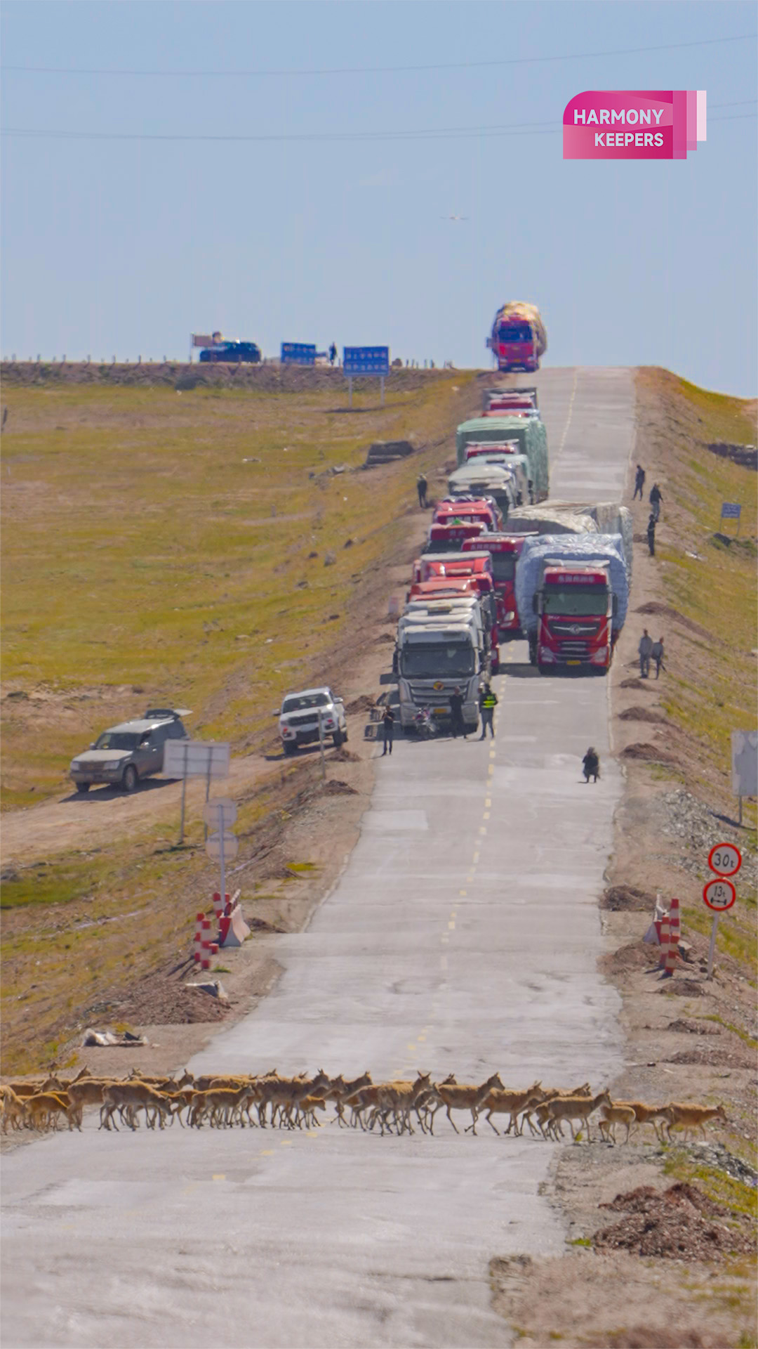 This photo shows Tibetan antelopes crossing a highway in northwest China's Hoh Xil. /CGTN