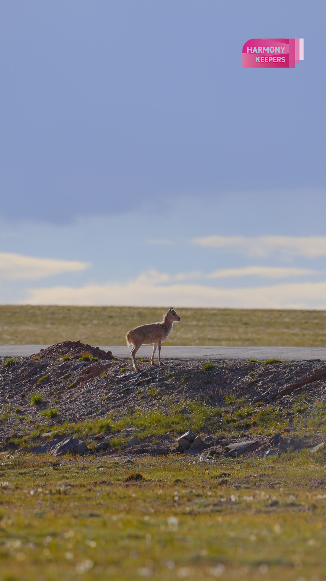 This photo shows a Tibetan antelope standing next to a highway in northwest China's Hoh Xil. /CGTN