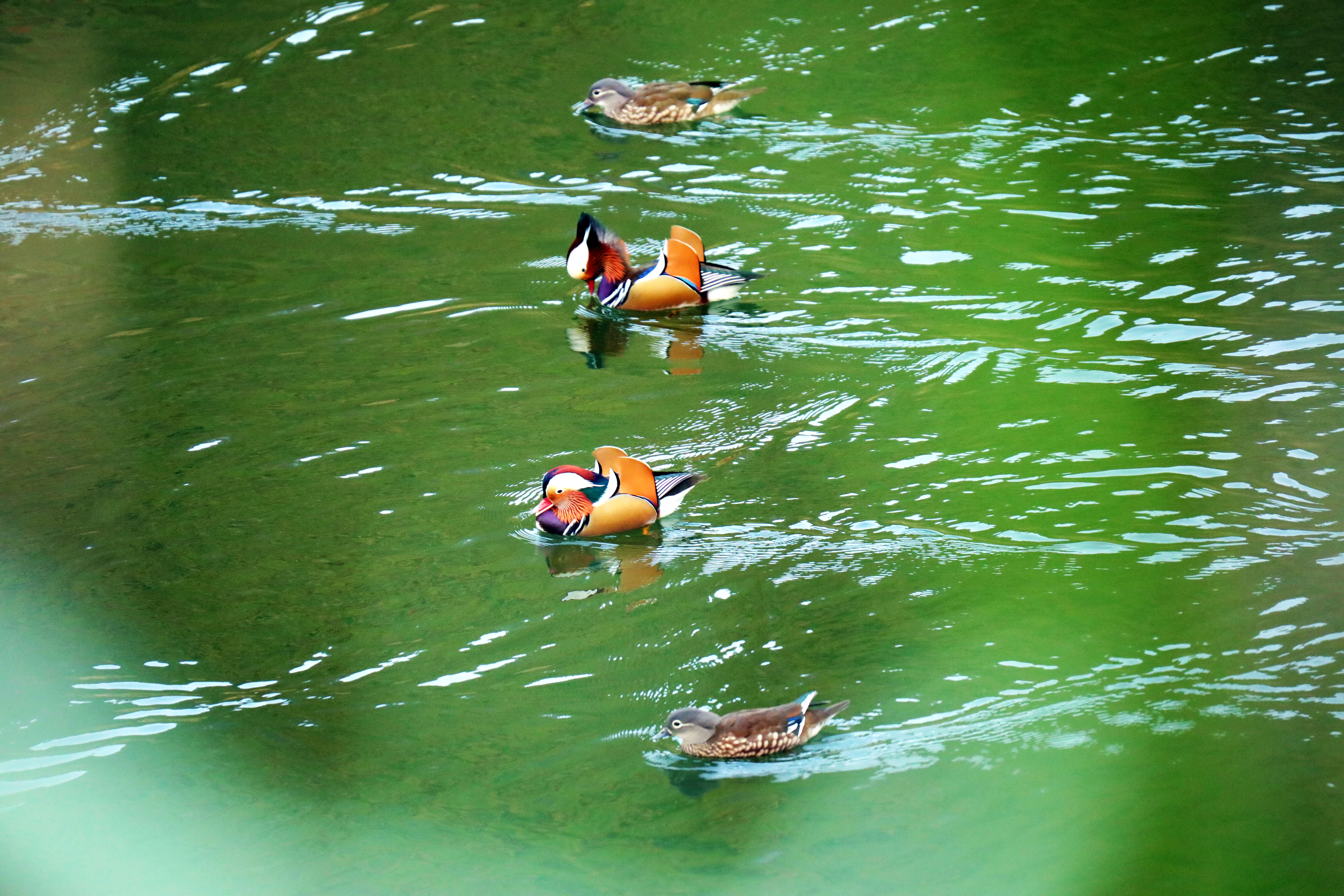 Mandarin ducks are spotted at the reservoirs in Yinjiang, Guizhou Province, November 5, 2024. /Photo provided to CGTN