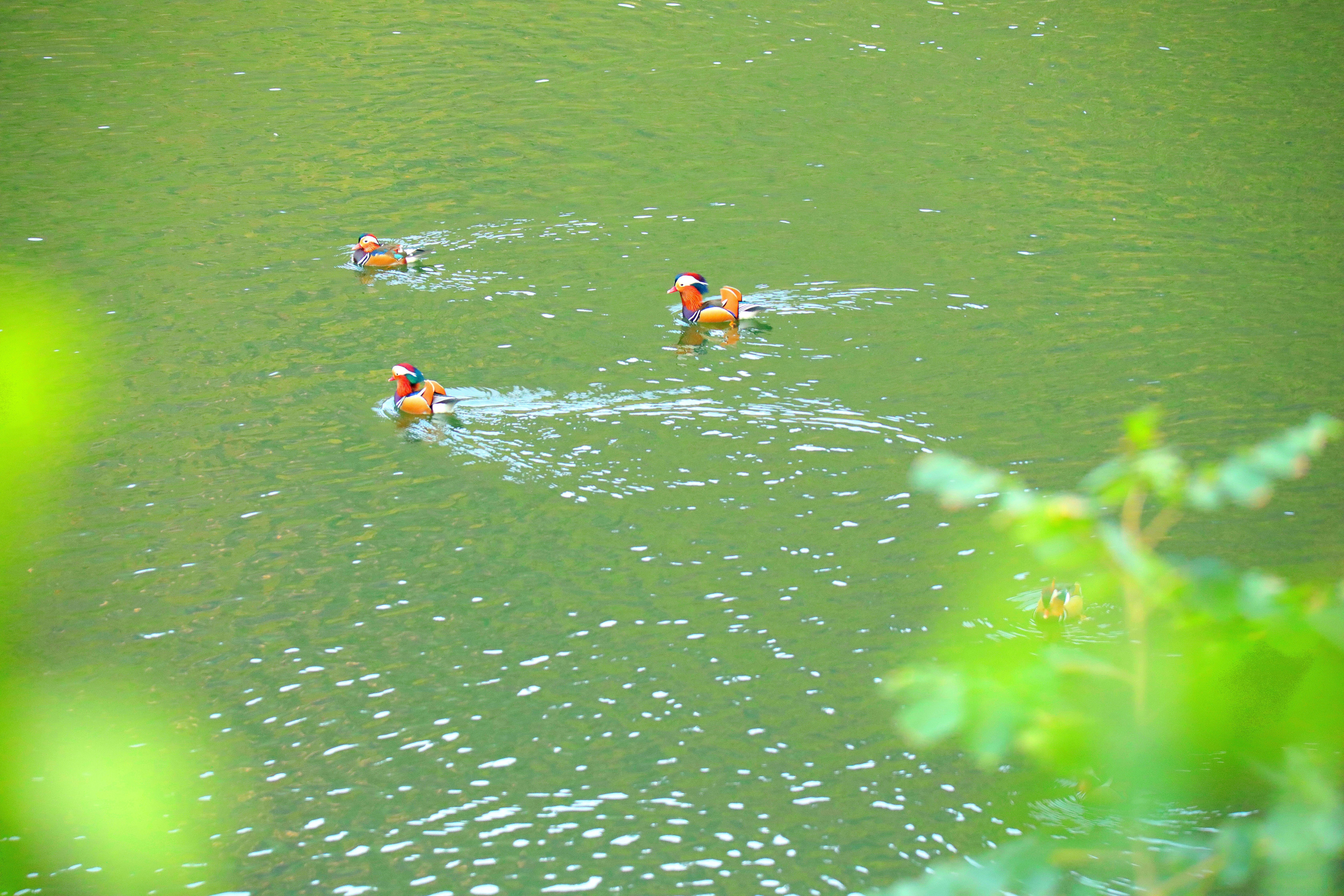 Mandarin ducks are spotted at the reservoirs in Yinjiang, Guizhou Province, November 5, 2024. /Photo provided to CGTN