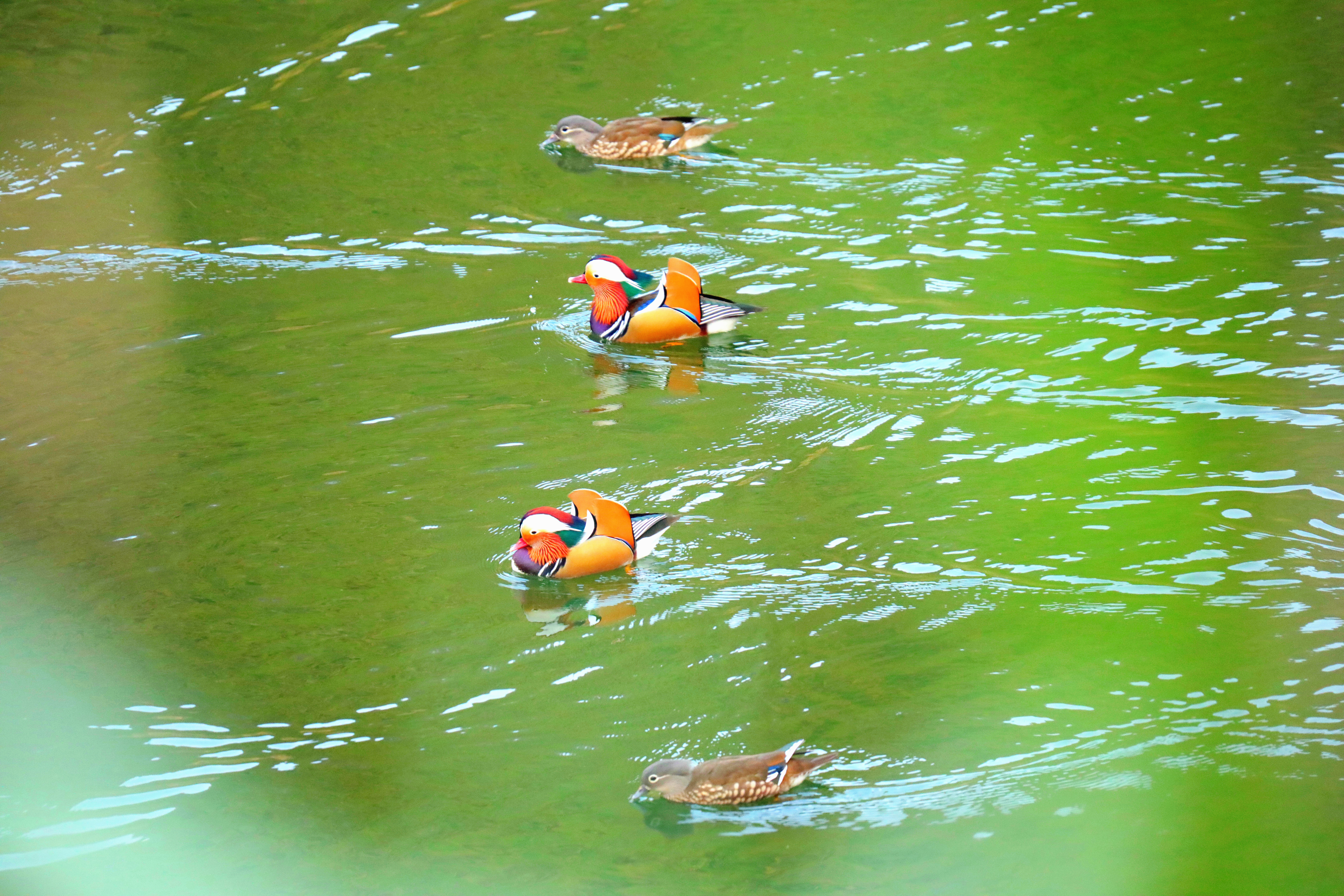 Mandarin ducks are spotted at the reservoirs in Yinjiang, Guizhou Province, November 5, 2024. /Photo provided to CGTN