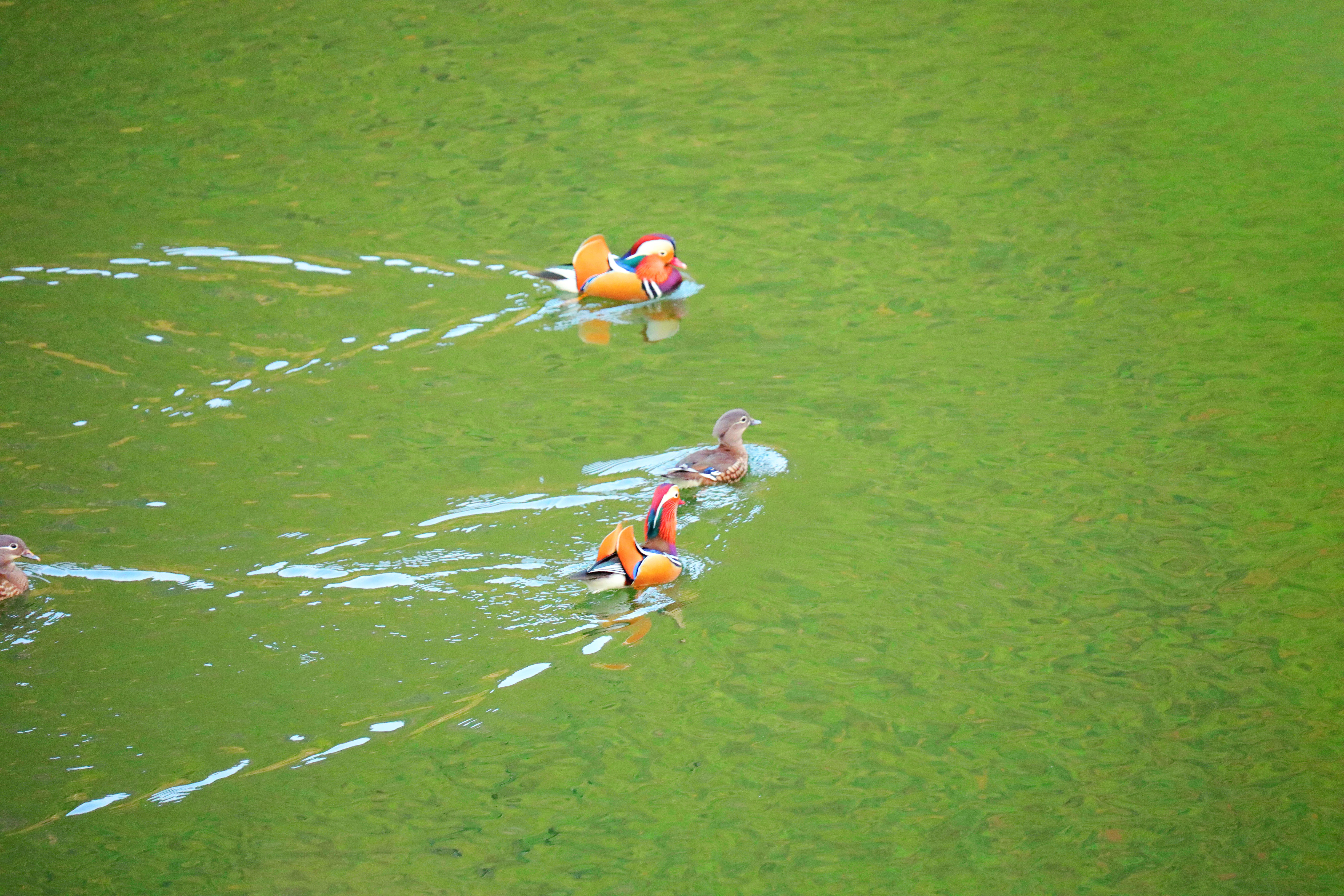 Mandarin ducks are spotted at the reservoirs in Yinjiang, Guizhou Province, November 5, 2024. /Photo provided to CGTN