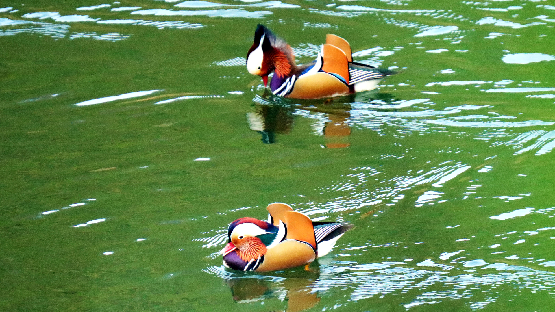 Mandarin ducks thrive in Guizhou