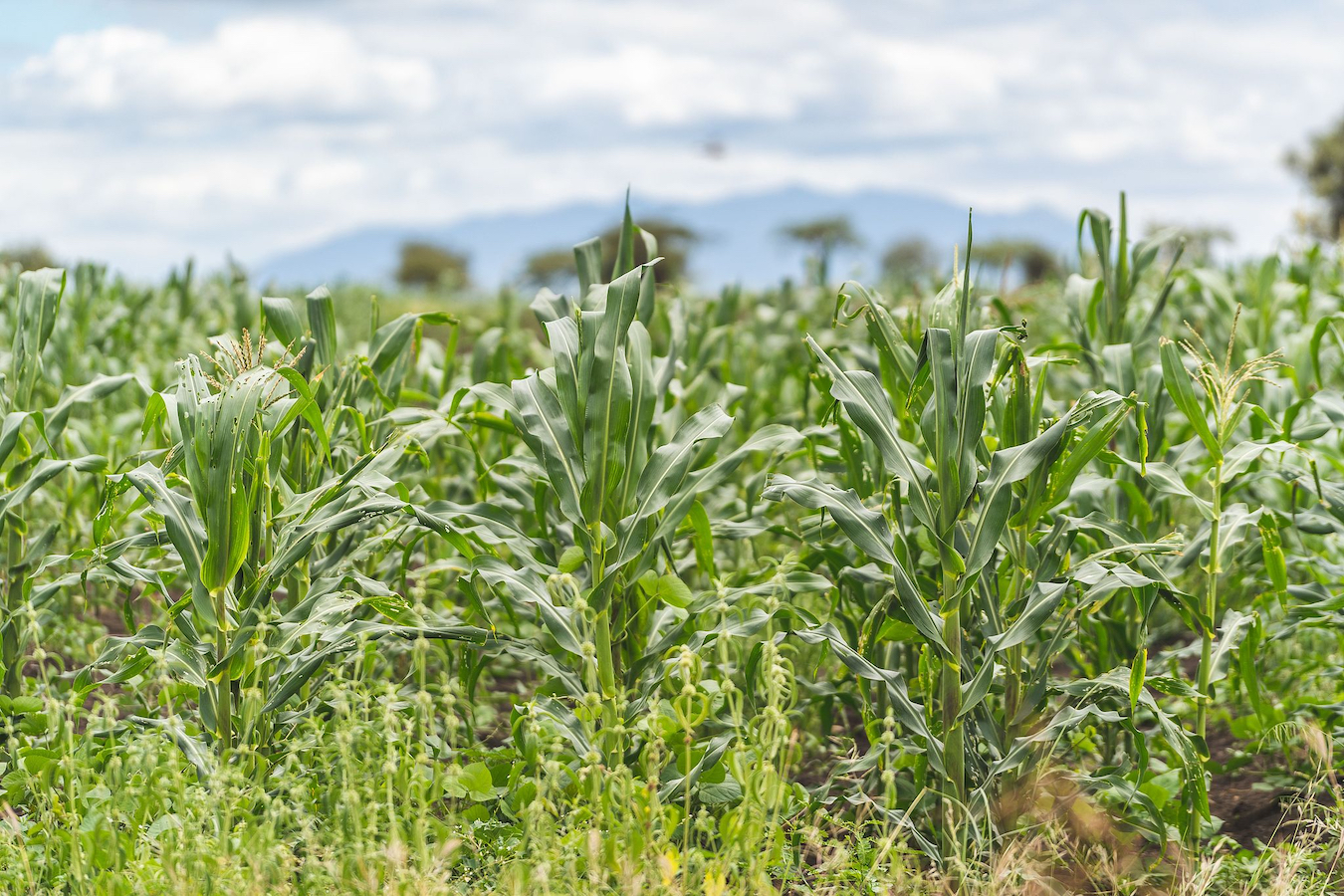 Maize fields in Tanzania. /CFP