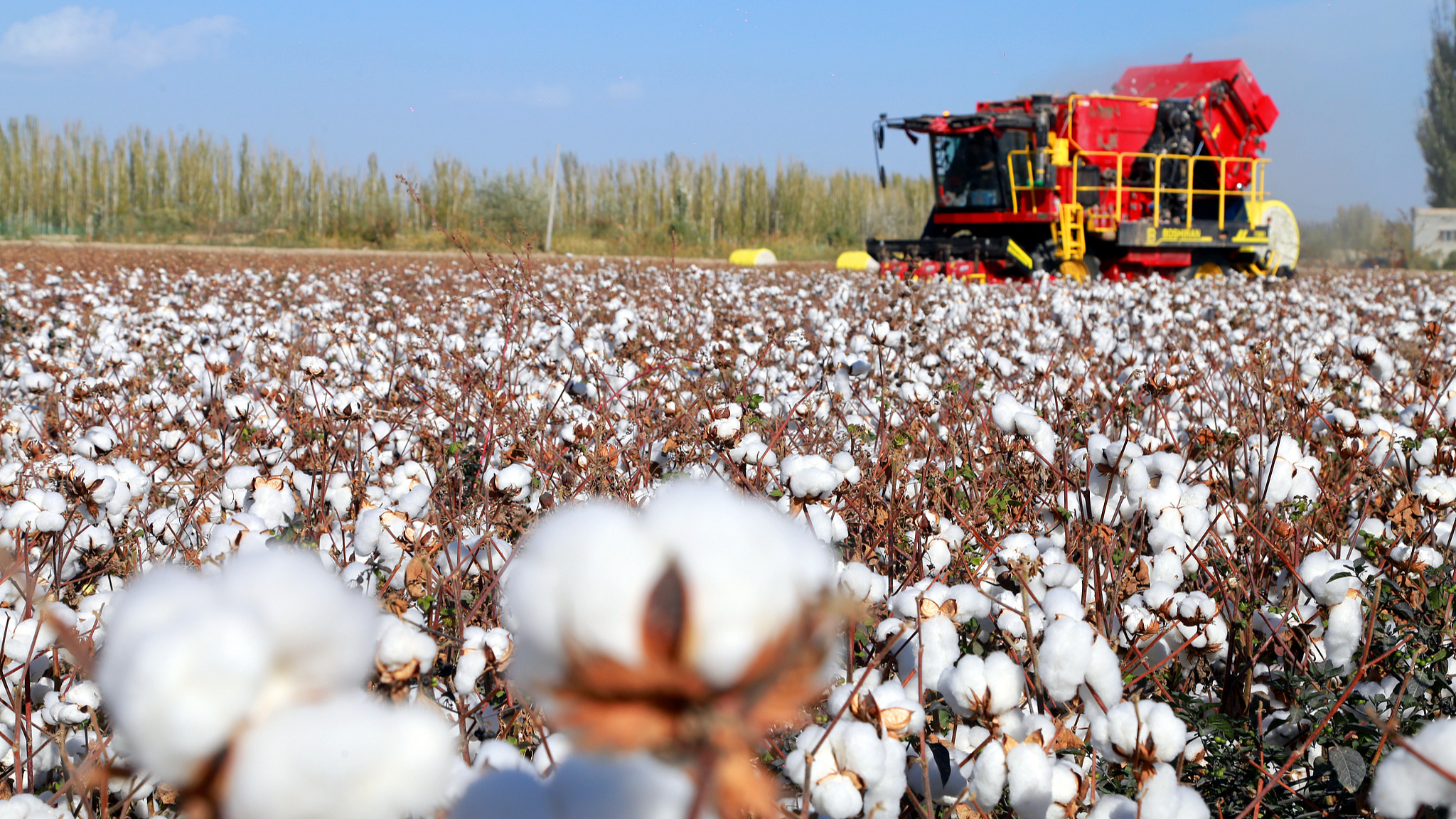 A cotton field in Aksu Prefecture, northwest China's Xinjiang Uygur Autonomous Region, October 17, 2024. /CFP