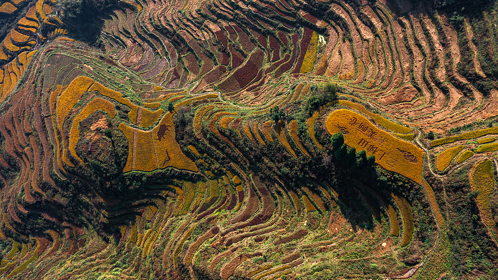 Live: Experience the countryside harvest scene in E China's Zhejiang