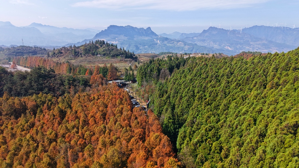 The photo, taken on November 10, 2024, shows the autumn scenery of Shanwangping Scenic Area in Chongqing. /CFP 