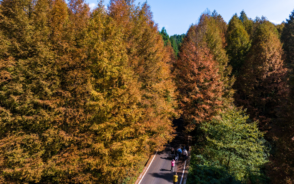 The photo, taken on November 10, 2024, shows the autumn scenery of Shanwangping Scenic Area in Chongqing. /CFP 