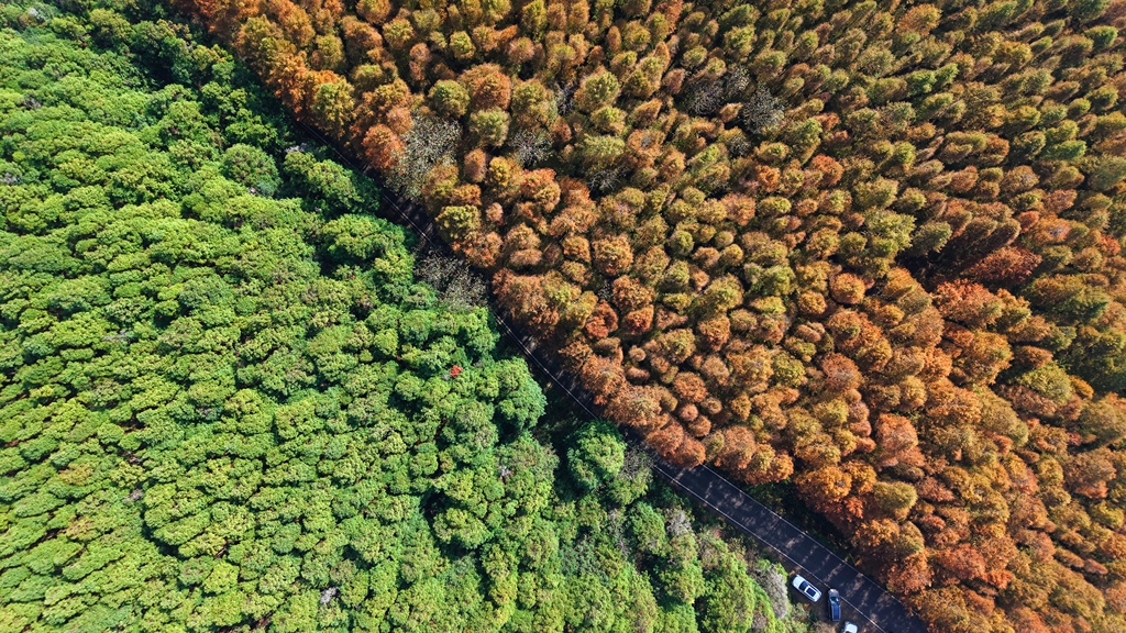 The photo, taken on November 10, 2024, shows the autumn scenery of Shanwangping Scenic Area in Chongqing. /CFP 