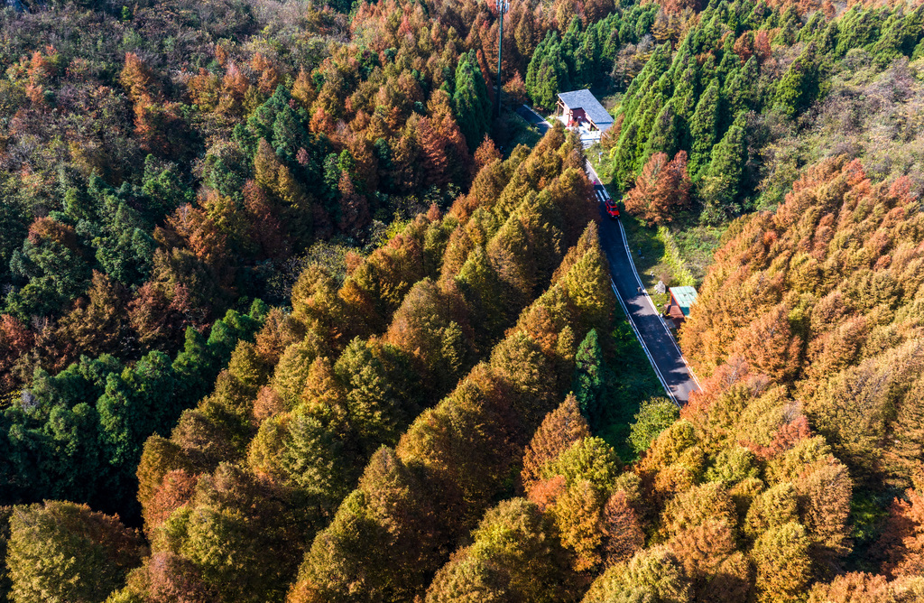 The photo, taken on November 10, 2024, shows the autumn scenery of Shanwangping Scenic Area in Chongqing. /CFP 