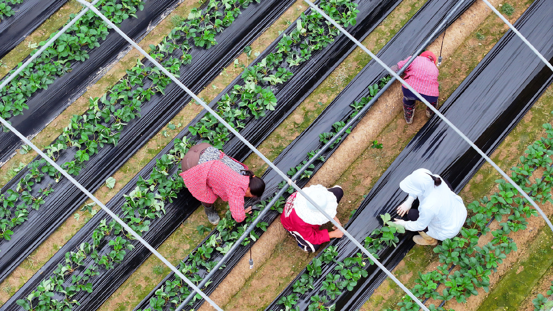 Trade in agriculture aids in stabilizing China-US relations