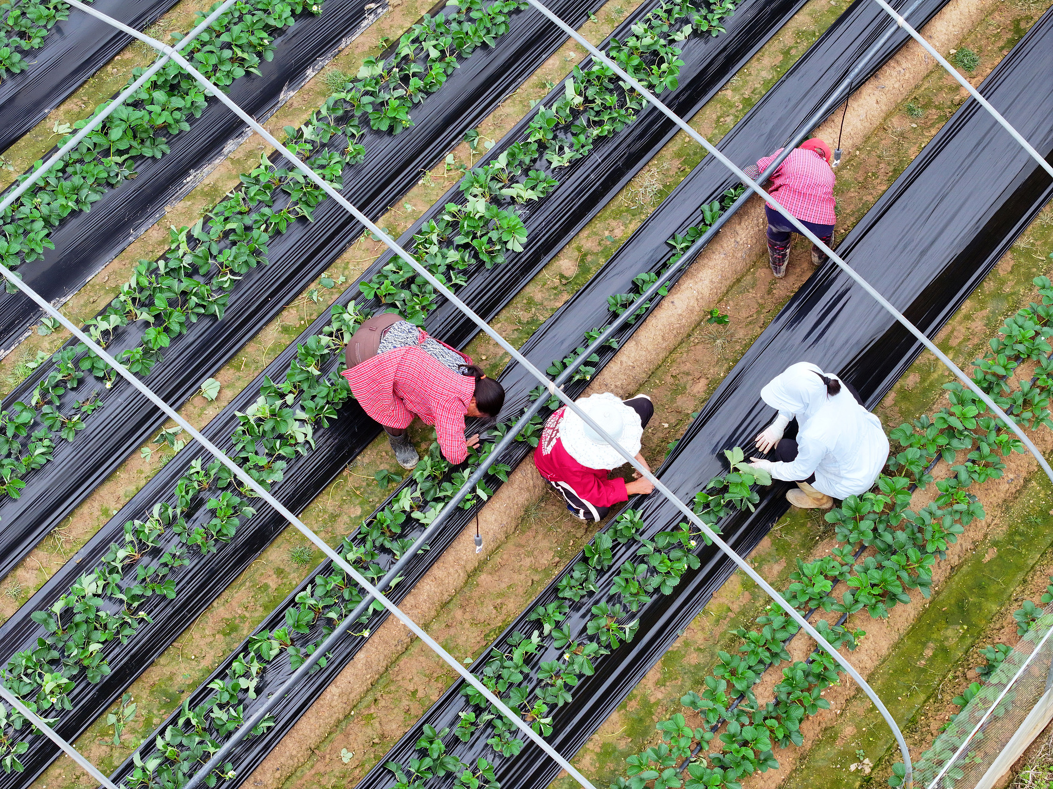 Farmers mulching strawberries, helping the strawberries retain heat and survive the winter in Ji'an City, Jiangxi Province on November 11, 2024./ CFP