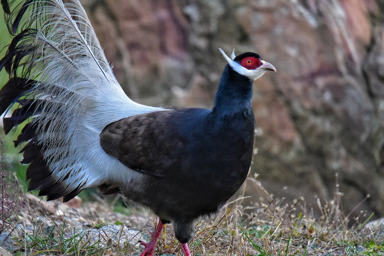 A brown eared pheasant in Hongdong County, Linfen City, Shanxi Province, north China, November 11, 2024. /CFP