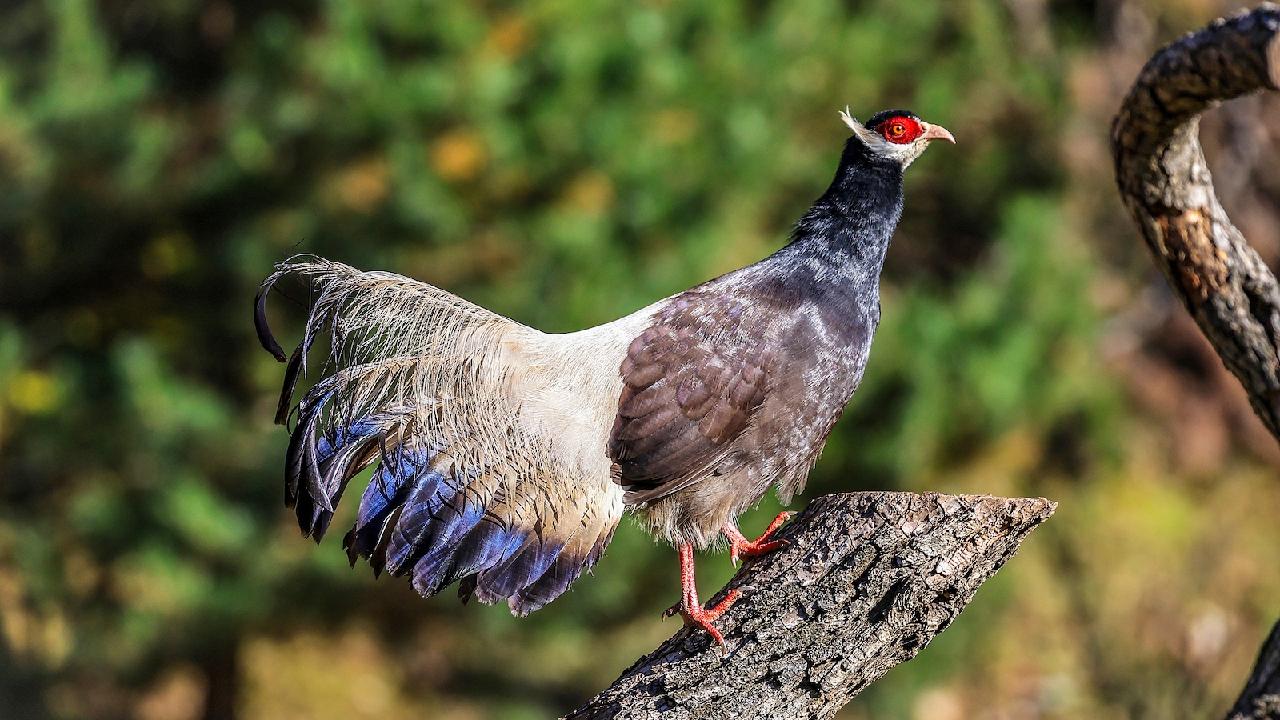 Rare bird population rises in North China's Shanxi