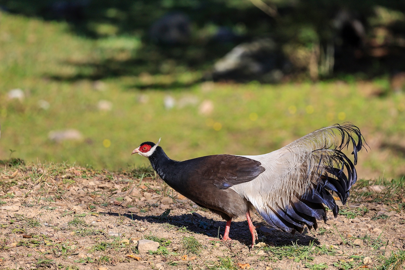 A brown eared pheasant in Hongdong County, Linfen City, Shanxi Province, north China, November 10, 2024. /CFP