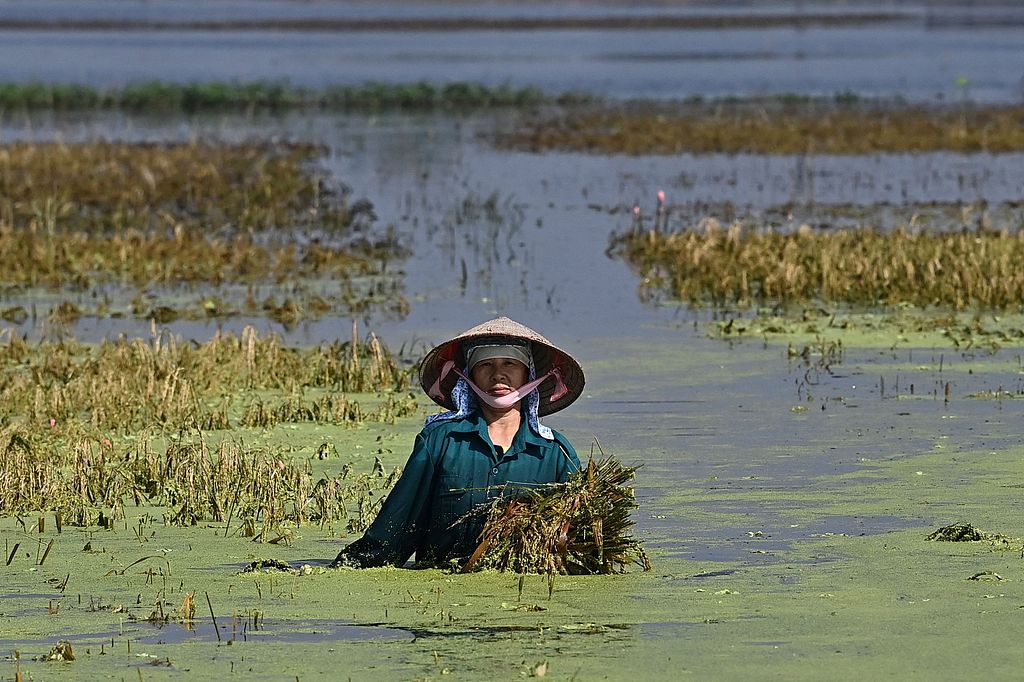 A farmer salvages her harvest from a flooded rice-field in Chuong My district, Hanoi, Vietnam, September 24, 2024. /CFP