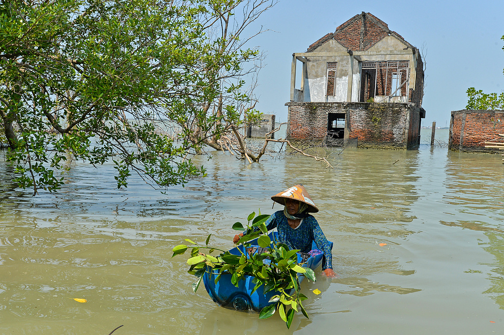 Local Indonesian villager chooses mangrove seedlings to plant around her house that has been submerged by tidal floods for twenty-four years in Bedono Village, Central Java Province, Indonesia, May 4, 2024. More than 200 families in the village have been forced to move due to the floods. /CFP