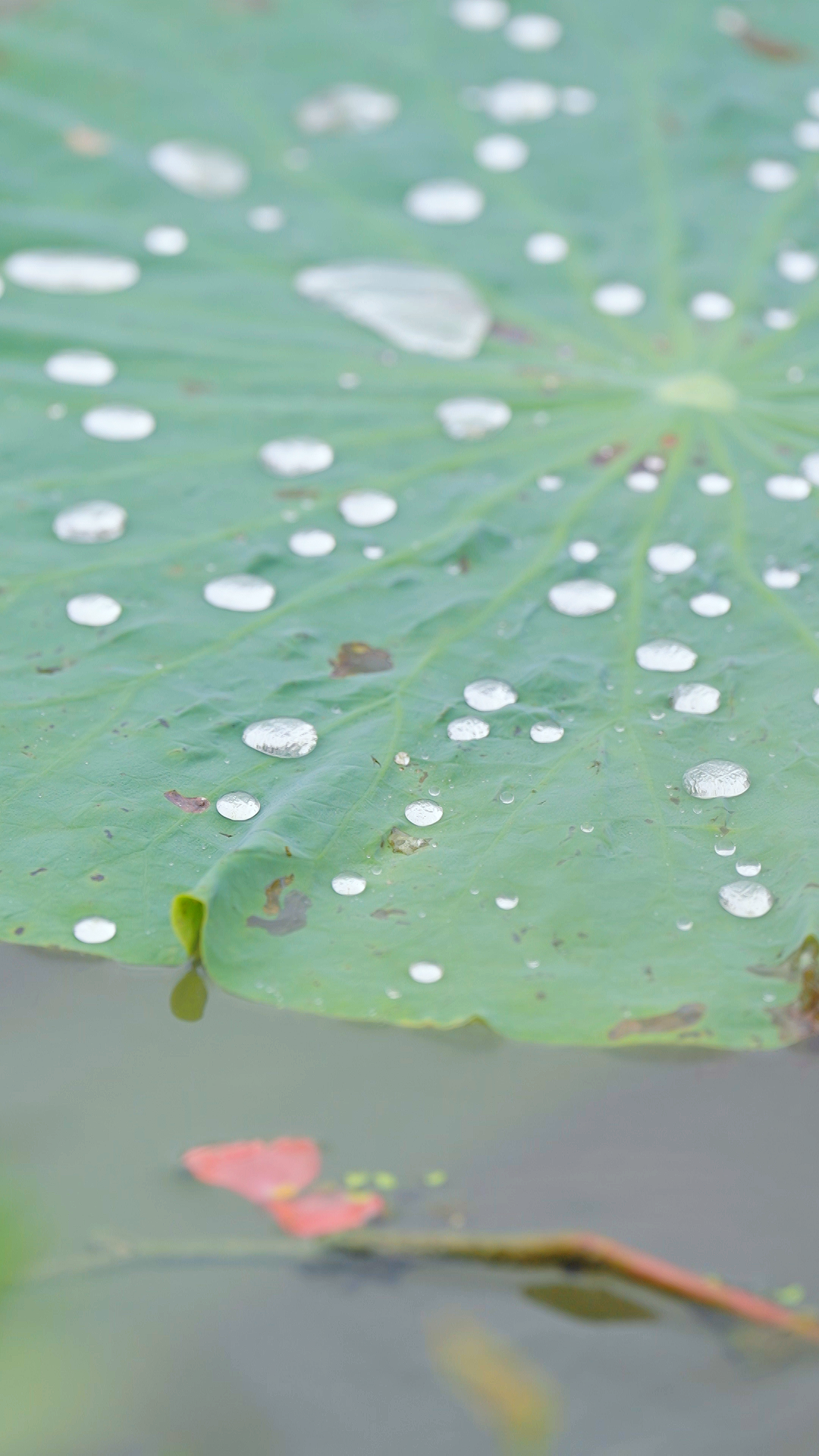 A sea of flowers at Holland Flower Park in Jiangsu