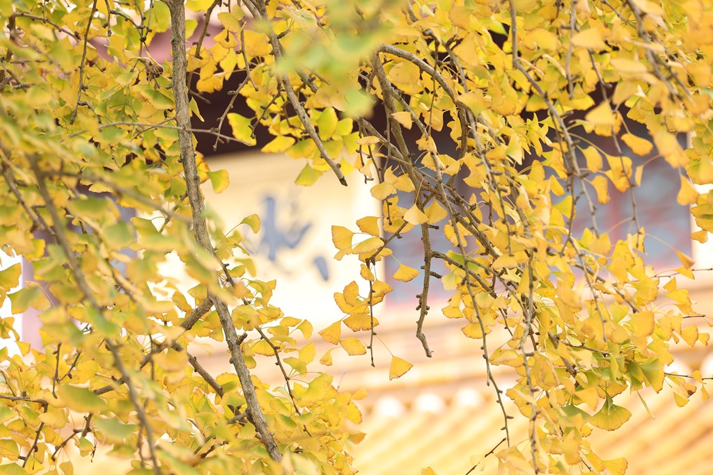 The ancient ginkgo trees at Xuedou Temple are seen 