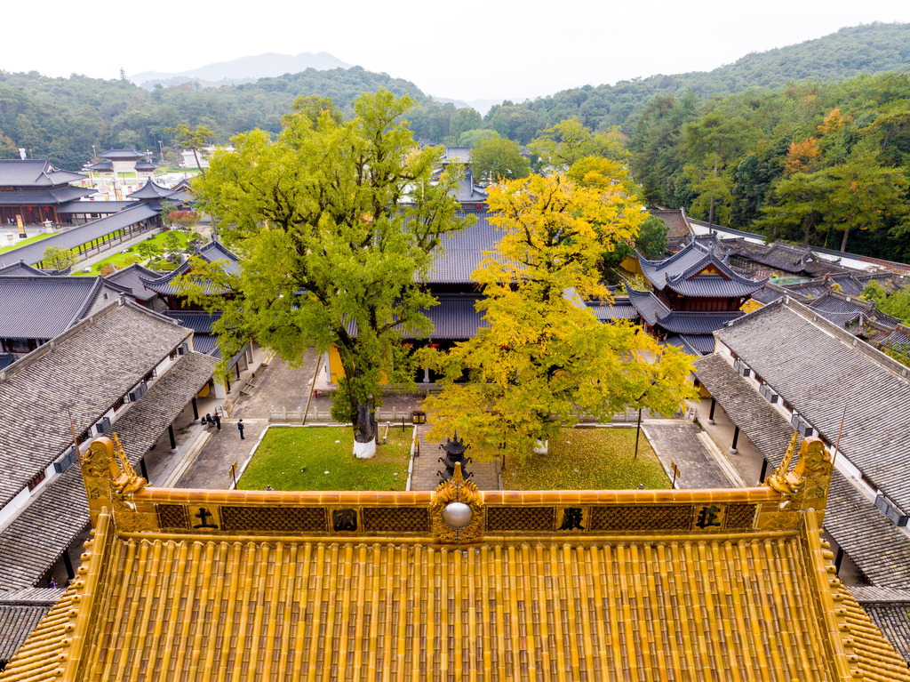 The ancient ginkgo trees at Xuedou Temple are seen 